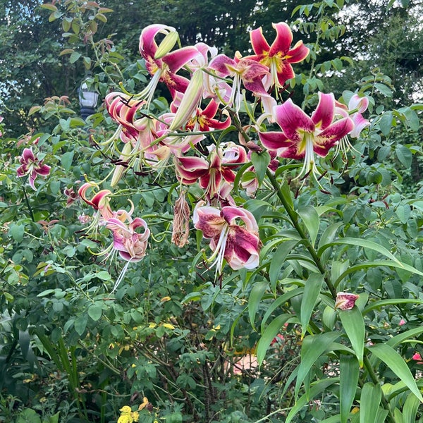 Photo taken at Atlanta Botanical Garden by Kimmie O. on 7/15/2023