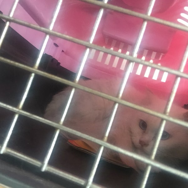 Klinik Haiwan Ivet Petcare Klang Seksyen 16 Shah Alam Selangor