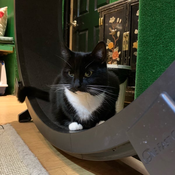 Photo taken at Lady Dinah&#39;s Cat Emporium by Camilla H. on 12/3/2019