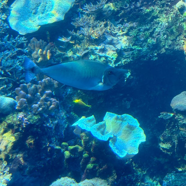 Foto diambil di Georgia Aquarium oleh Kiandokht pada 2/3/2024