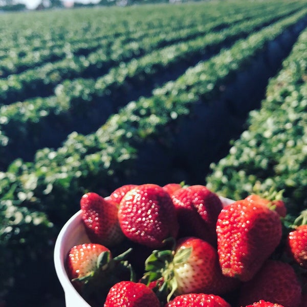 Photo taken at U-Pick Carlsbad Strawberry Co. by MBA on 3/29/2017