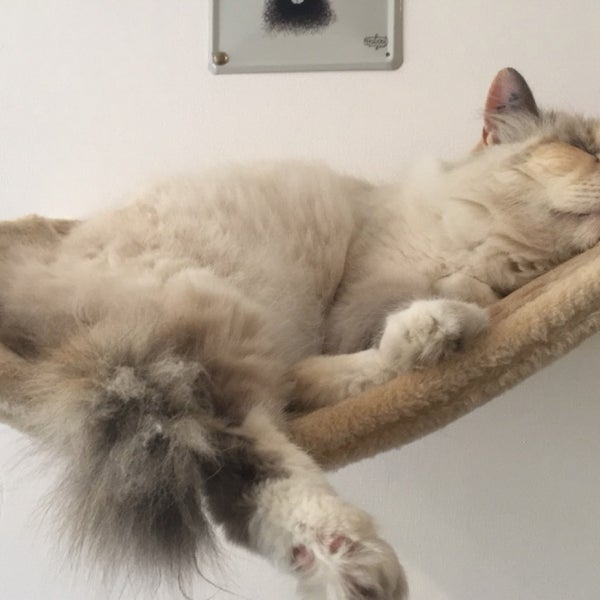 Au Chat Voir Vivre Cafe In Vauban Esquermes