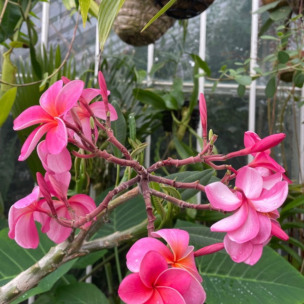 Photo taken at Conservatory of Flowers by Paul D. on 7/24/2023