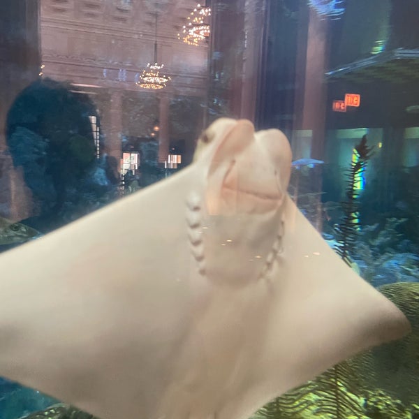 8/8/2023にPaul D.がShedd Aquariumで撮った写真