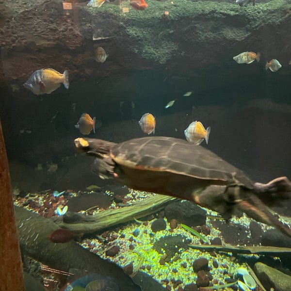 8/8/2023 tarihinde Paul D.ziyaretçi tarafından Shedd Aquarium'de çekilen fotoğraf