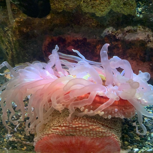 Photo taken at Aquarium of the Bay by Srishti S. on 12/5/2021