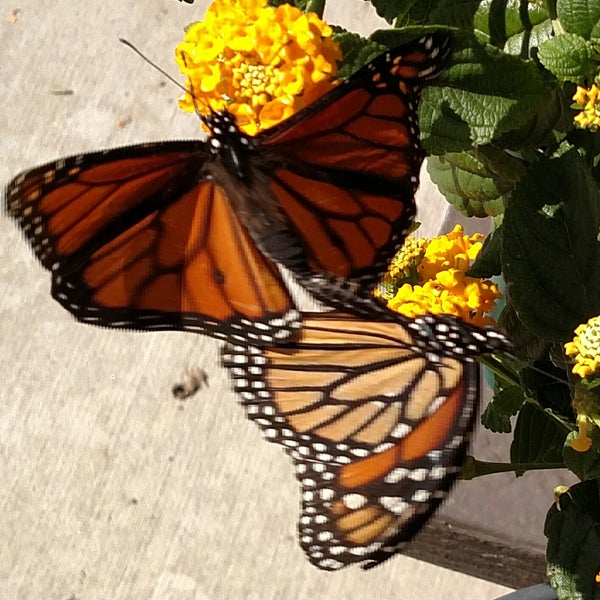 Armstrong Garden Centers 2 Tips From 118 Visitors
