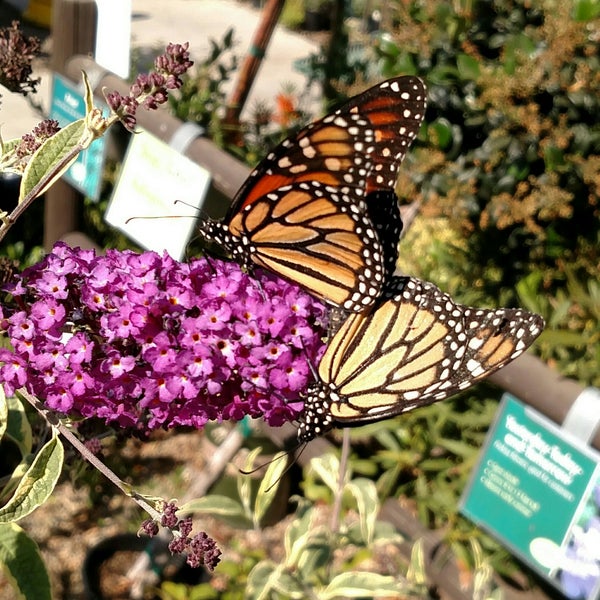 Armstrong Garden Centers 2 Tips From 118 Visitors