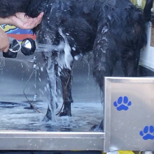 Jack wash the dog