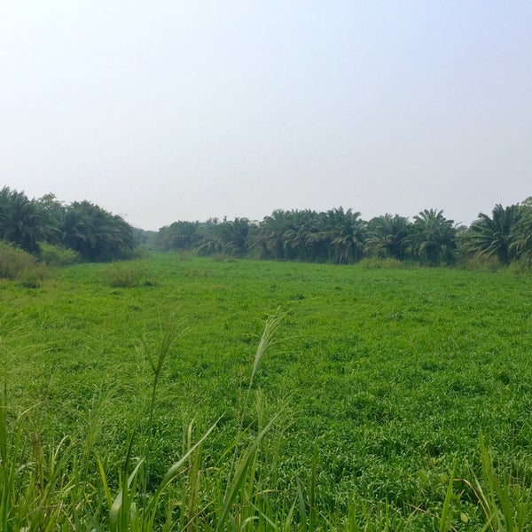 Kolam Takungan Air Taman Sinar Mentari Nature Preserve