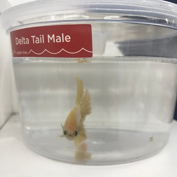 Photos At Petco Pet Store In San Diego