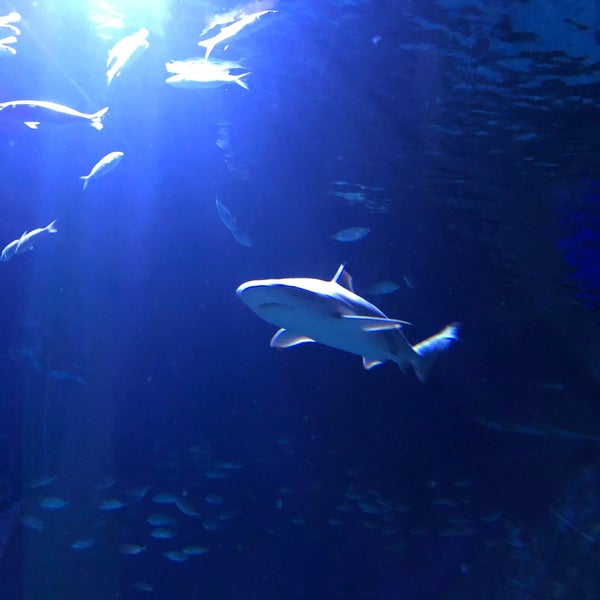 Foto tirada no(a) Funtastic Aquarium İzmir por 😘😘 em 9/11/2022