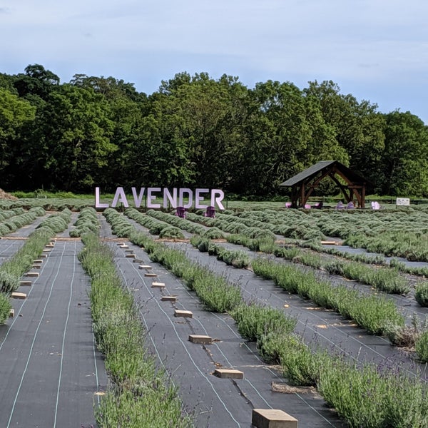 Foto diambil di Lavender By the Bay - New York&#39;s Premier Lavender Farm oleh Charlie R. pada 8/27/2019