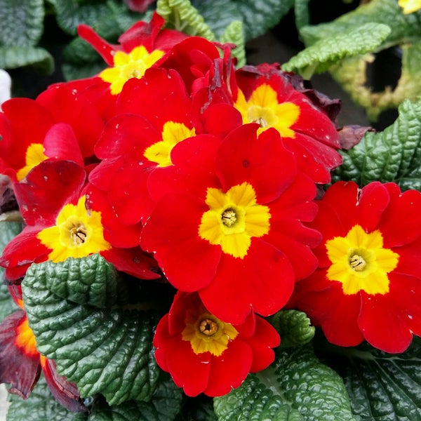 Tuincentrum Soontiens Garden Center In Eindhoven