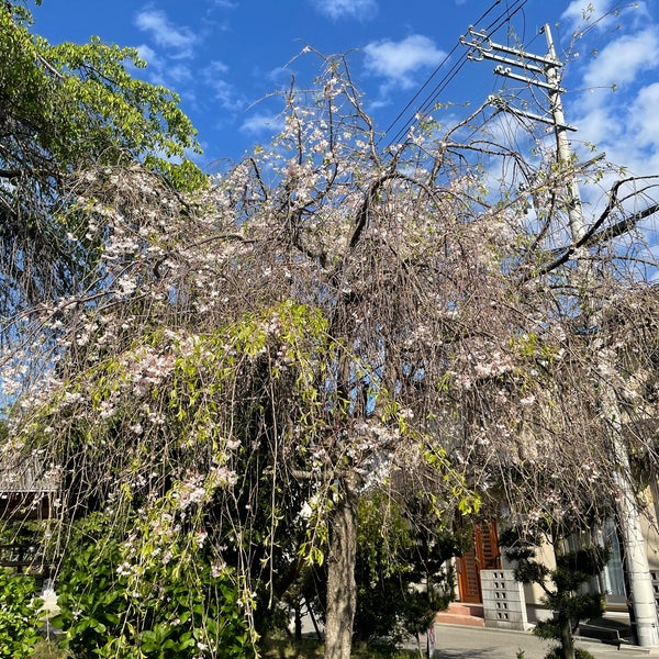 Photos At しだれ桜 宝塚市 兵庫県