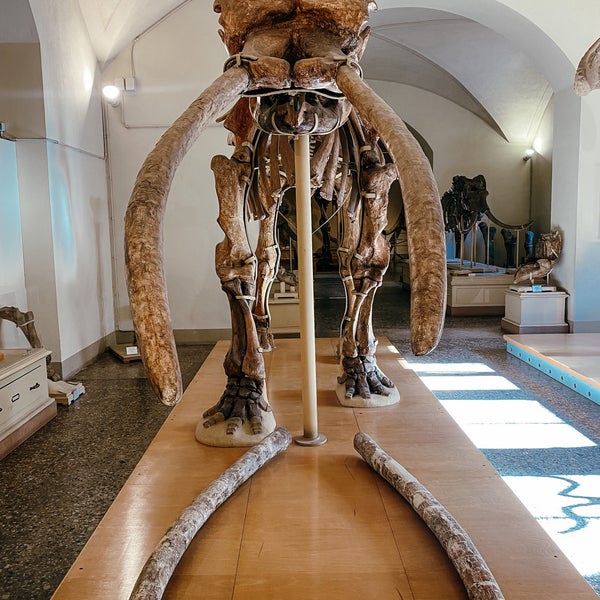 Das Foto wurde bei Museo di Storia Naturale, Sezione di Geologia e Paleontologia von Luisa R. am 2/9/2022 aufgenommen
