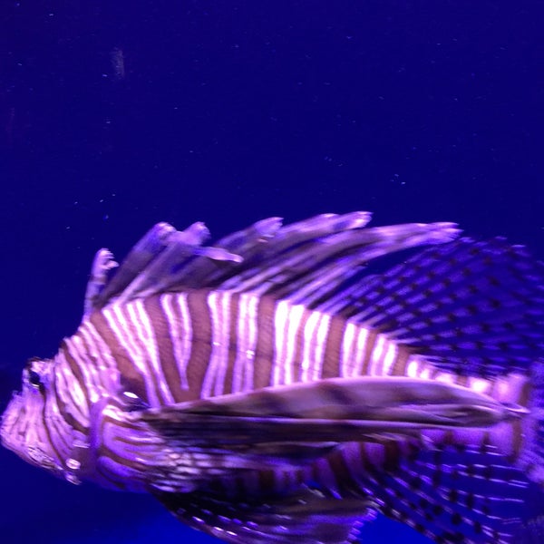 3/17/2017にChuck D.がOklahoma Aquariumで撮った写真