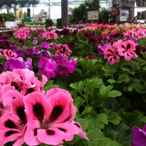 Blumen Risse Recklinghausen