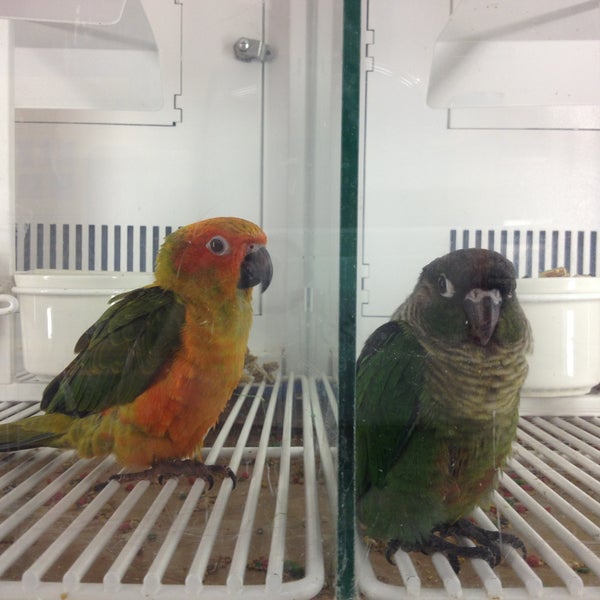 Petco green cheek clearance conure price