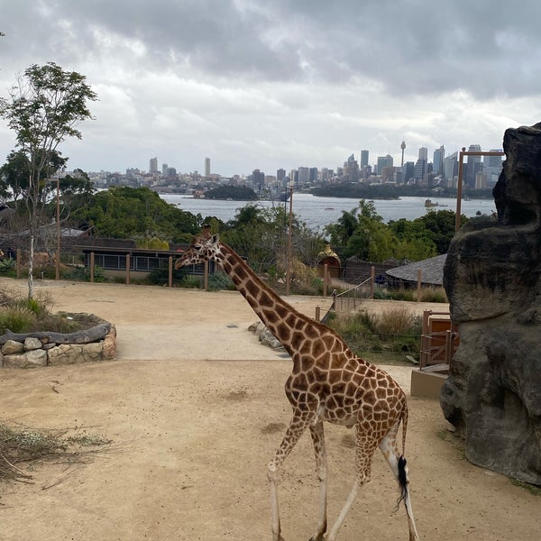 Das Foto wurde bei Taronga Zoo von Yuriko S. am 8/13/2023 aufgenommen