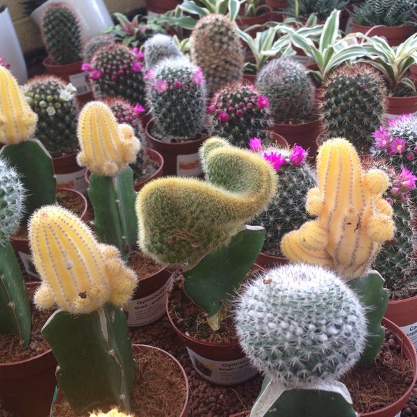 Johnstown Garden Centre Naas Rd