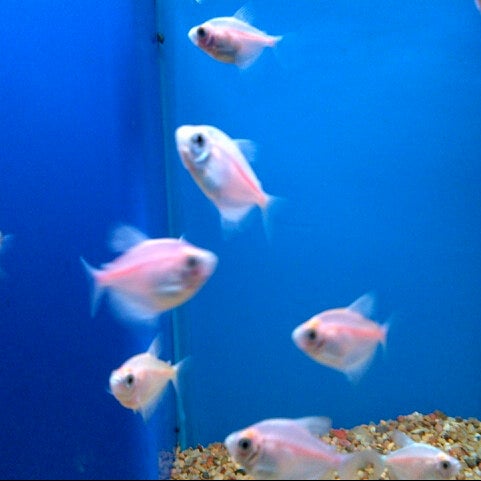 safari pet resort reviews safari pet resort reviews