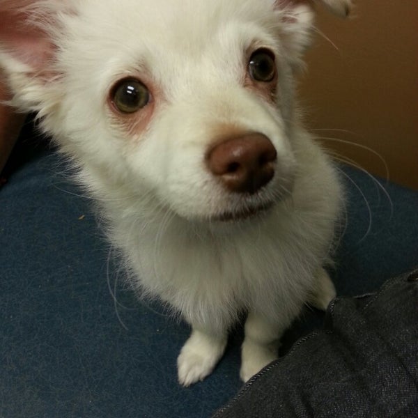 vca victor valley animal hospital