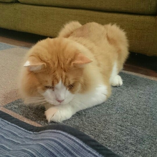 猫カフェ Ronron ロンロン 1 Tavsiye Da Fotograflar 猫カフェ Ronron ロンロン 1 Tavsiye Da Fotograflar