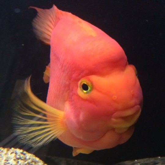 Finatics aquarium & pet cheap center