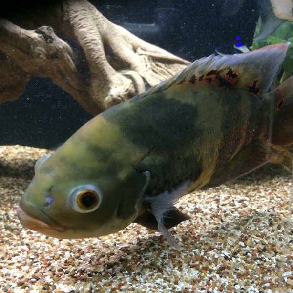Finatics aquarium & pet cheap center