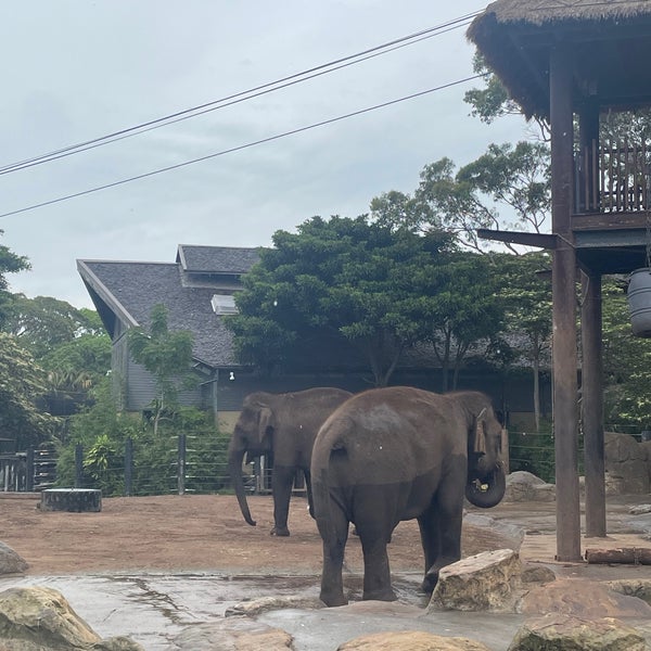 Foto tirada no(a) Taronga Zoo por Chenyuan J. em 1/8/2024