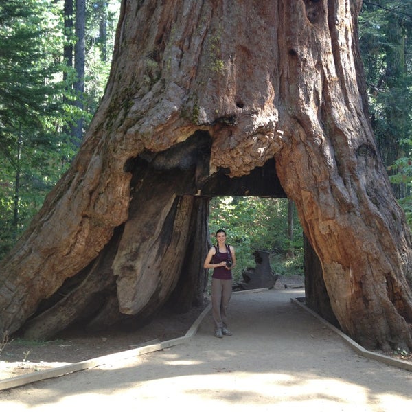 Calaveras Big Trees State Park 14 tips