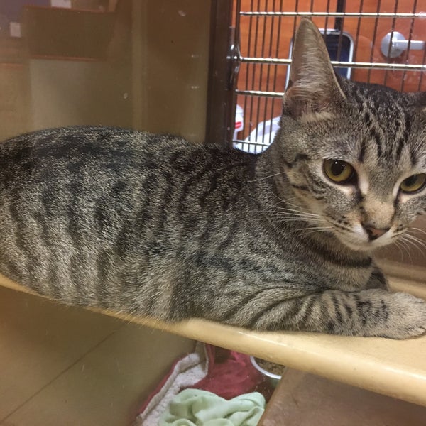 petsmart palm beach lakes