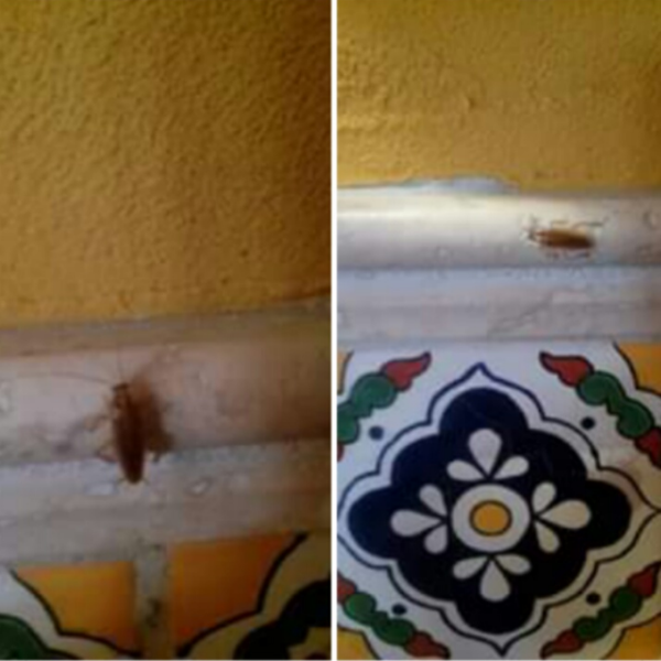 Cocula's Mexican Restaurant 18 tips