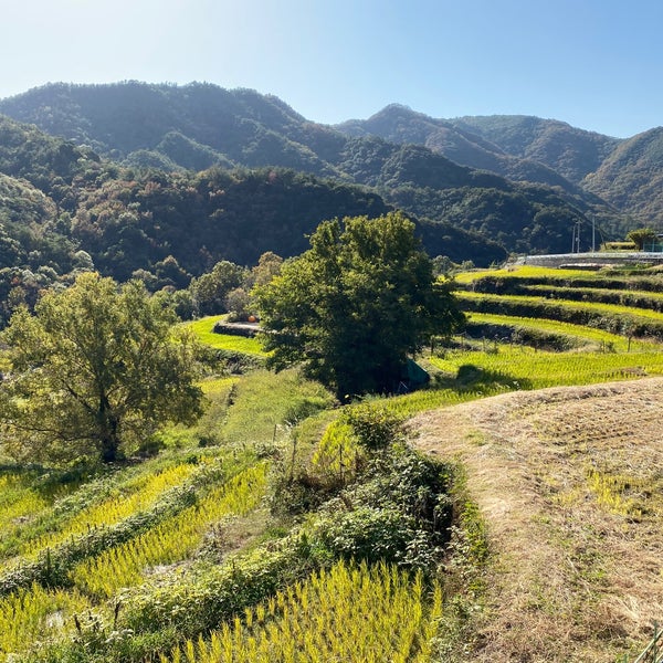 Photos At 中山千枚田 7 Tips From 3 Visitors