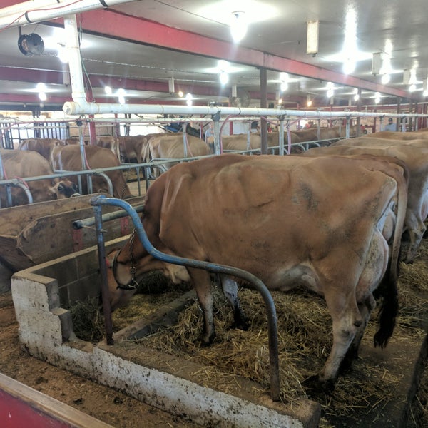 Photo taken at Young&#39;s Jersey Dairy by Shawn J. on 10/14/2017