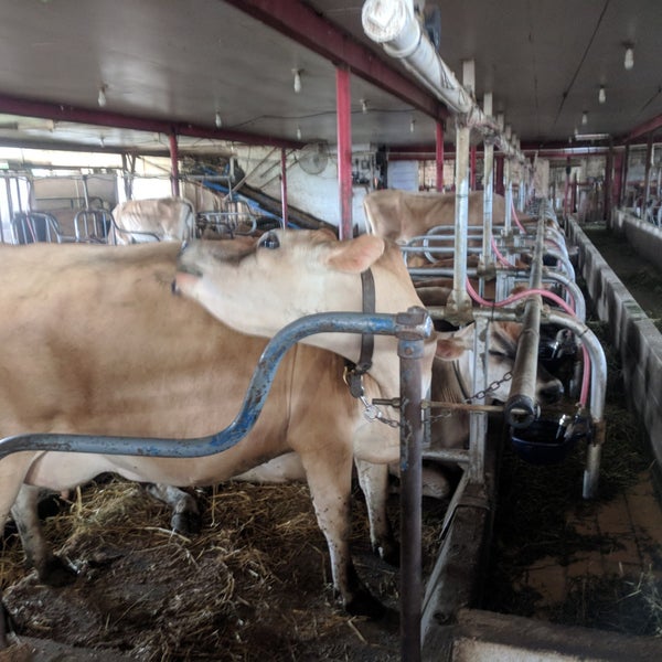 Photo taken at Young&#39;s Jersey Dairy by Shawn J. on 6/17/2018