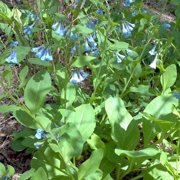 Viriginia Bluebells near the Woodend Pond.