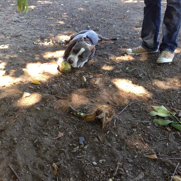 Secret Park Dog Park in Northern Liberties Fishtown