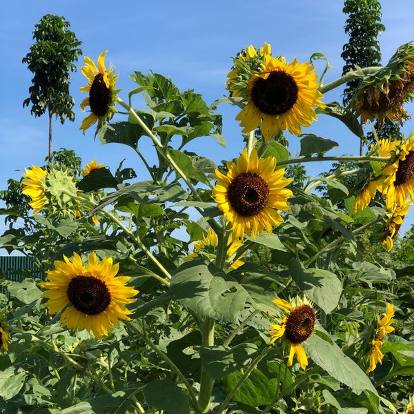 Sunflower Maze Pangasinan Botanical Garden in Tayug