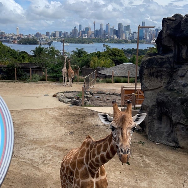 Photo prise au Taronga Zoo par ´ le2/21/2024
