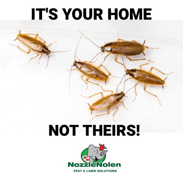 Nozzle Nolen Pest Solutions Port St. Lucie St. Lucie West Port