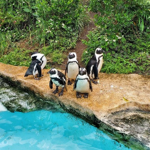 智光山公園こども動物園 Zoo In 狭山市