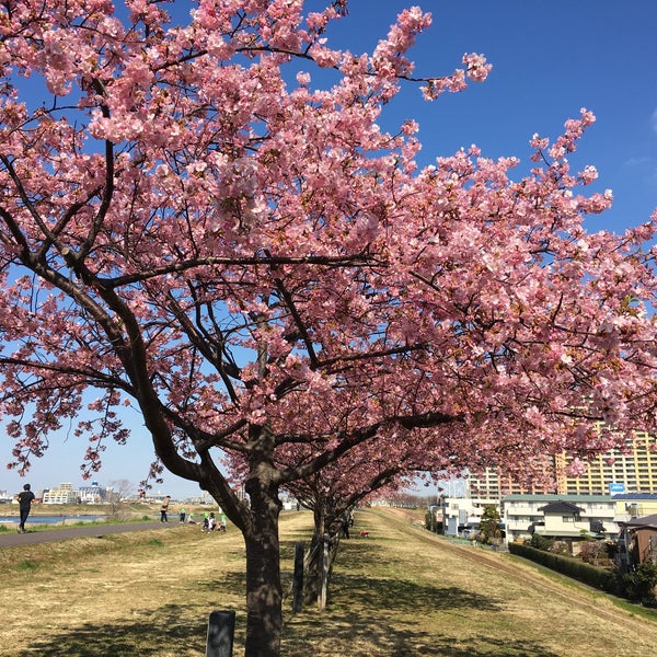 Fotos Em さくら堤公園 市川市 千葉県 Fotos Em さくら堤公園 市川市 千葉県