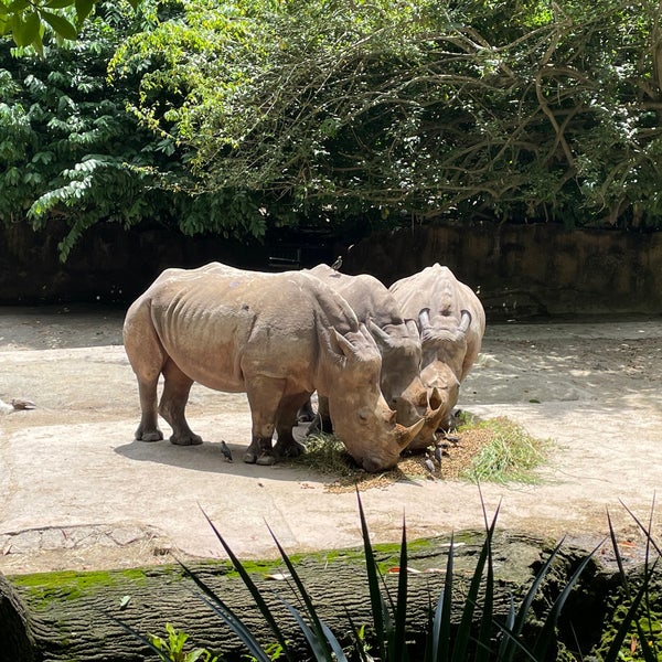 9/7/2023 tarihinde ぬーだいziyaretçi tarafından Singapore Zoo'de çekilen fotoğraf