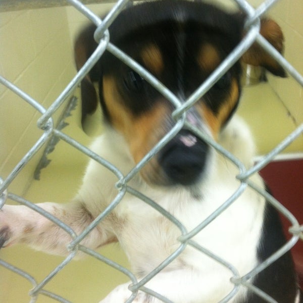 Jessamine County Animal Shelter Nicholasville, KY