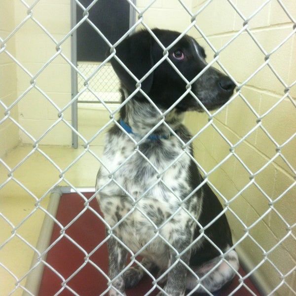 Jessamine County Animal Shelter Nicholasville, KY