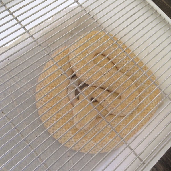 Kentucky Reptile Zoo Slade, KY