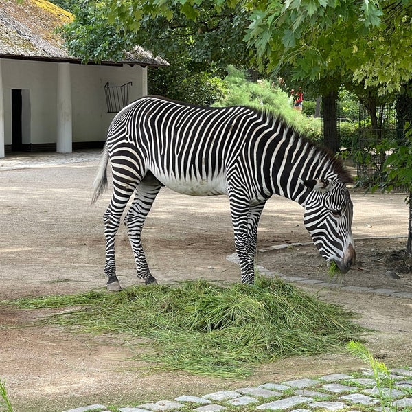 Das Foto wurde bei Zoo Berlin von Chip C. am 7/30/2023 aufgenommen