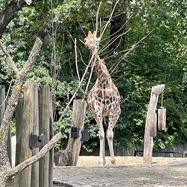 7/30/2023 tarihinde Chip C.ziyaretçi tarafından Zoo Berlin'de çekilen fotoğraf